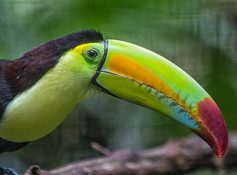 Belize Island Expeditions